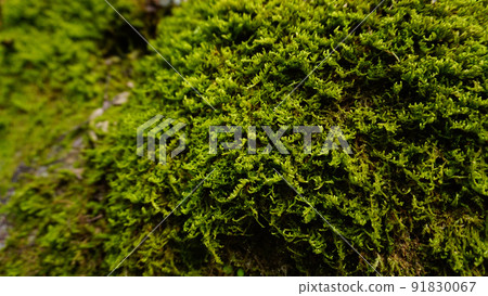 Texture for moss background on the approach Texture for moss background on the approach 91830067