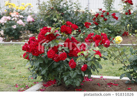 Arao City Ominous Citizen Flower Bed Rose Flower, Arao City Ominous Citizen Flower Bed Rose Flower, 91831026