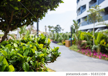 Empty road amidst seaside and trees. Diminishing pathway amidst nature. Hotels in town by beach at island during summer. 91831339