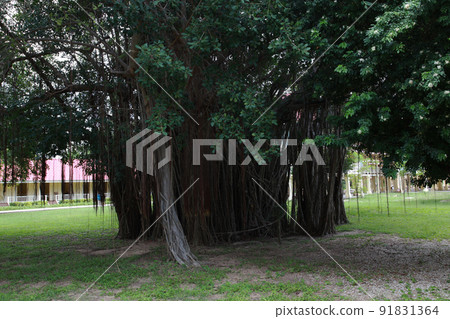 在熱帶泰國的一個大花園裡，一棵長著無數氣根的巨樹像竹簾一樣垂懸 91831364
