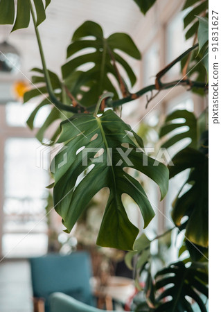 Green home plant monstera in modern style on vintage background. Nature trendy design. Vintage style. Modern design 91831627