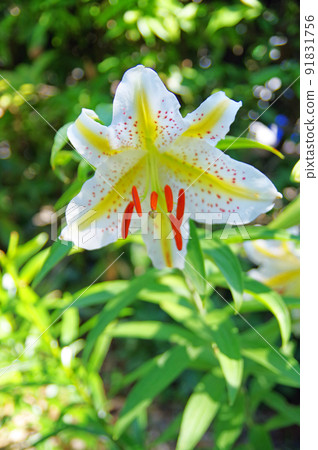 Large flower with yellow streaks on white - Stock Photo
