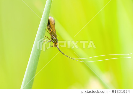 a Small butterfly insect on a plant in the meadow 91831934