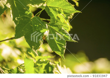 fresh branch with green leaves in a forest 91831947