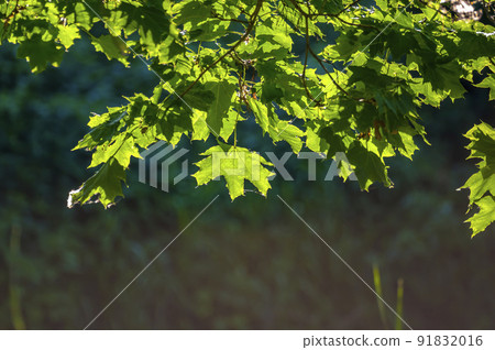 fresh branch with green leaves in a forest fresh branch with green leaves in a forest 91832016