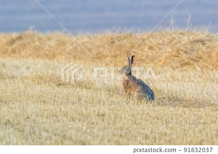 young hare on an harvested field 91832037