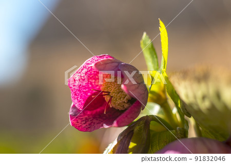 fresh spring flower easter blossom in my season garden fresh spring flower easter blossom in my season garden 91832046