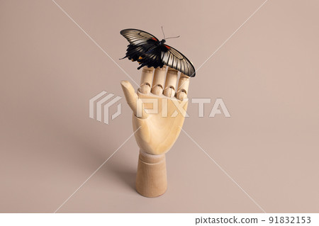 Butterfly papilio lowi still life concept on wooden hand on neutral background, human and wild life with copy space Butterfly papilio lowi still life concept on wooden hand on neutral background, human and wild life with copy space 91832153