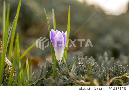 yellow blue crocus in spring season garden yellow blue crocus in spring season garden 91832158