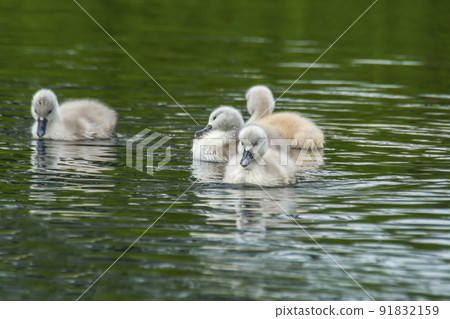 Swan family in nature reserve lake 91832159