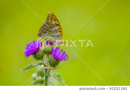 Small butterfly insect on a plant in the meadows Small butterfly insect on a plant in the meadows 91832160