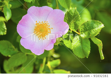 soft bloom with pink color in the season garden soft bloom with pink color in the season garden 91832161