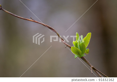 fresh branch with green leaves in a forest fresh branch with green leaves in a forest 91832162