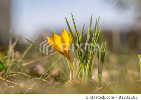 yellow blue crocus in spring season garden yellow blue crocus in spring season garden 91832163