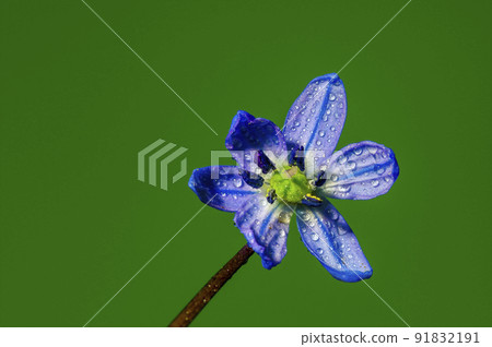 soft flower blossom in a nature garden soft flower blossom in a nature garden 91832191