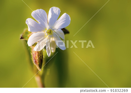 beautiful colorful flower with a soft background 91832269