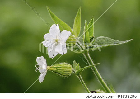 soft flower blossom in a nature garden 91832290