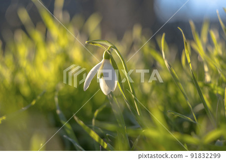 snow drop flower in my season garden snow drop flower in my season garden 91832299