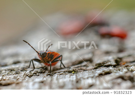 Small beetle insect on a plant in the meadows Small beetle insect on a plant in the meadows 91832323