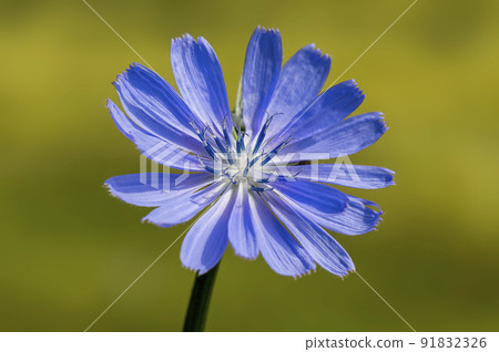 soft flower blossom in a nature garden 91832326