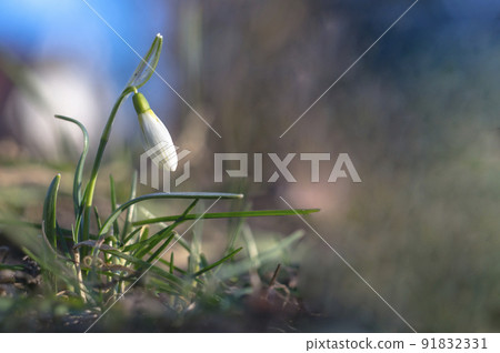 snow drop flower in my season garden 91832331