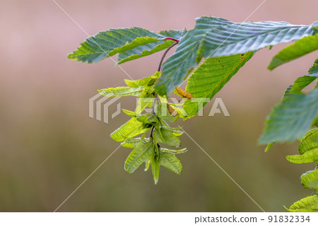 fresh branch with green leaves in a forest 91832334