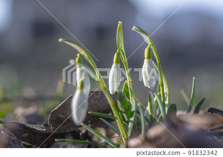 snow drop flower in my season garden snow drop flower in my season garden 91832342