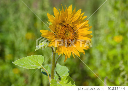Yellow blooming sunflower on a field Yellow blooming sunflower on a field 91832444
