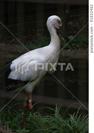 Stork at Yokohama Zoo Stork at Yokohama Zoo 91832482