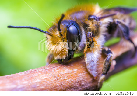 Little bee insect on a plant in the meadow Little bee insect on a plant in the meadow 91832516