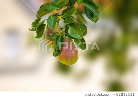 Delicious juicy pear on a tree in the seasonal garden Delicious juicy pear on a tree in the seasonal garden 91832531