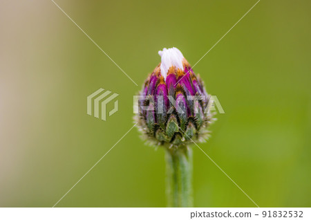 soft flower blossom in a nature garden soft flower blossom in a nature garden 91832532