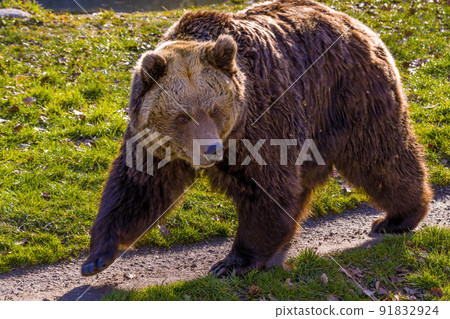Big Brown bear at nature meadow Big Brown bear at nature meadow 91832924