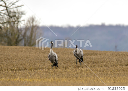 eurasian cranes land on a harvested korn field eurasian cranes land on a harvested korn field 91832925