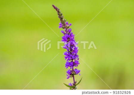 soft bloom with purple color in the season garden soft bloom with purple color in the season garden 91832926