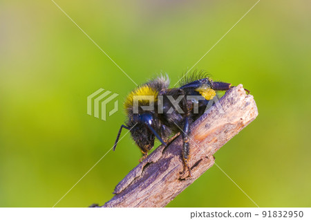 Little bee insect on a plant in the meadow Little bee insect on a plant in the meadow 91832950
