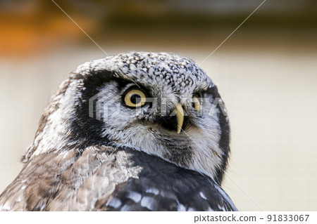 Old crazy owl looks out of the green season forest 91833067