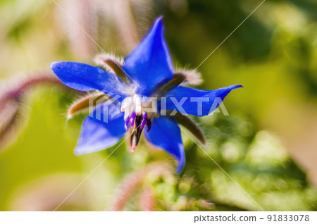 soft flower blossom in a nature garden soft flower blossom in a nature garden 91833078