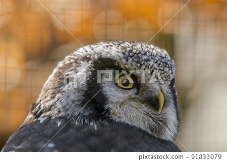 Old crazy owl looks out of the green season forest Old crazy owl looks out of the green season forest 91833079