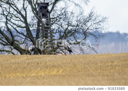 eurasian cranes land on a harvested korn field eurasian cranes land on a harvested korn field 91833080