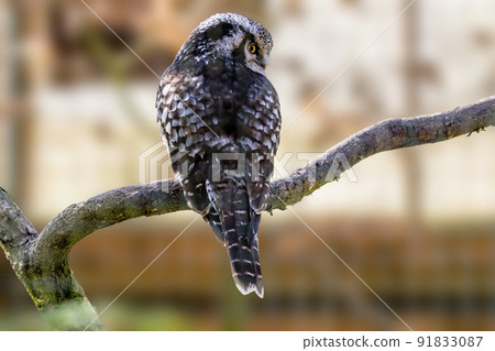 Old crazy owl looks out of the green season forest 91833087