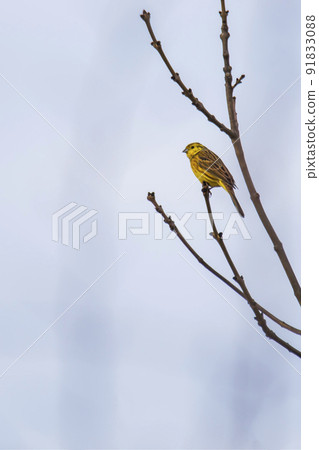 song bird yellow hammer on a tree song bird yellow hammer on a tree 91833088