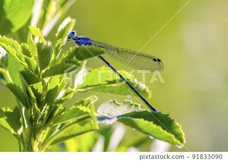 Small grasshopper insect on a plant in the meadows 91833090