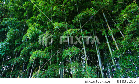 Bamboo windbreak 91833299