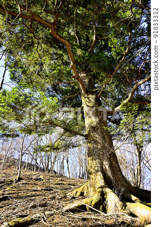 Tanzawa Henmuroyama mountain trail fir 91833312