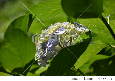 淡紫色的繡球花 淡紫色的繡球花 91833403