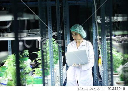 scientist analyzing a biological and ecological hemp plant used for herbal pharmaceutical CBD oil and THC oil in a laboratory. scientist analyzing a biological and ecological hemp plant used for herbal pharmaceutical CBD oil and THC oil in a laboratory. 91833946