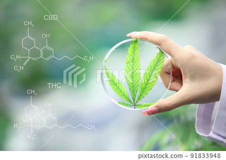 Blooming Marijuana plant with early white Flowers, cannabis  leaves, marijuana 91833948