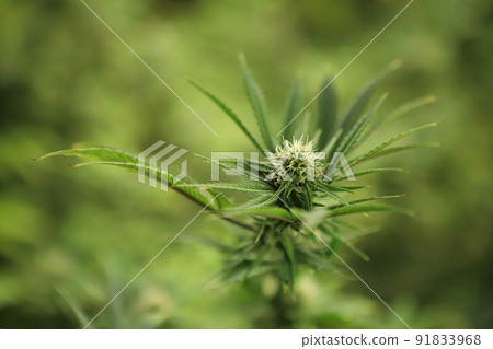 Blooming Marijuana plant with early white Flowers, cannabis  leaves, marijuana 91833968
