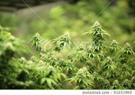 Blooming Marijuana plant with early white Flowers, cannabis  leaves, marijuana 91833969